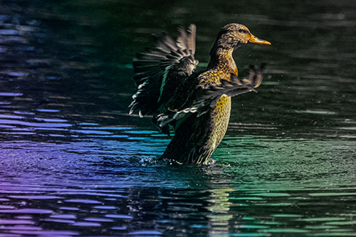Happy Mallard Duck Flapping Wings Towards Sunshine (Rainbow Tint)
