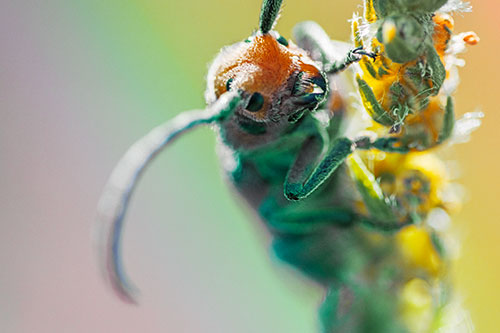 Happy Milkweed Beetle Climbing Fuzzy Plant (Rainbow Tint)