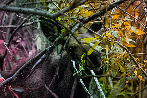 Happy Moose Smiling Behind Tree Branches (Rainbow Tint Photo)
