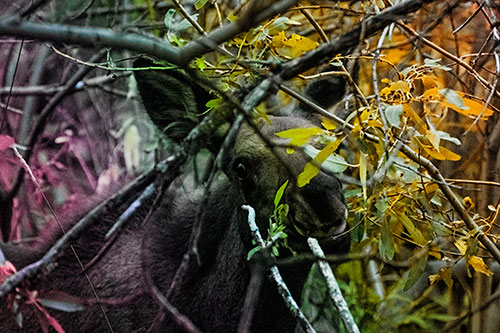 Happy Moose Smiling Behind Tree Branches (Rainbow Tint)