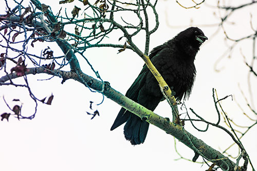 Happy Open Mouthed Crow Cawing (Rainbow Tint Photo)