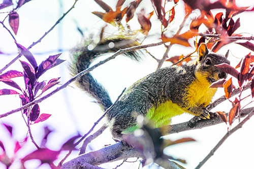 Happy Squirrel With Chocolate Covered Face (Rainbow Tint Photo)