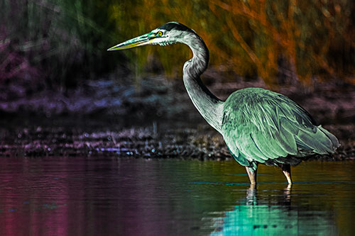 Head Tilting Great Blue Heron Hunting For Fish (Rainbow Tint Photo)