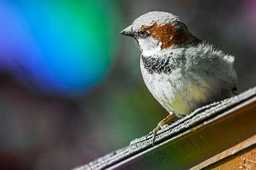 Head Tilting House Sparrow Perched Along Rooftop (Rainbow Tint)