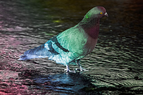 Head Tilting Pigeon Wading Atop River Water (Rainbow Tint)