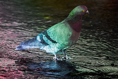 Head Tilting Pigeon Wading Atop River Water (Rainbow Tint Photo)