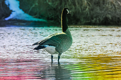 Honking Canadian Goose Standing Among River Water (Rainbow Tint Photo)