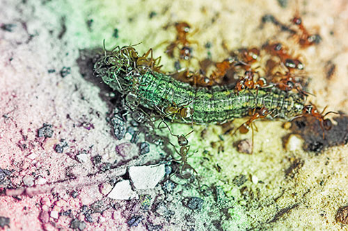 Horde Of Ants Feasting On Caterpillar (Rainbow Tint Photo)