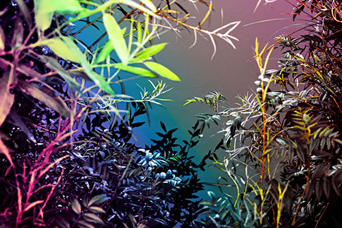 Horde Of Fern Plants Descending Into River Water (Rainbow Tint)