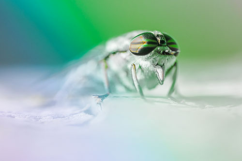 Horse Fly Sticking Tongue Out Among Sunlight (Rainbow Tint)