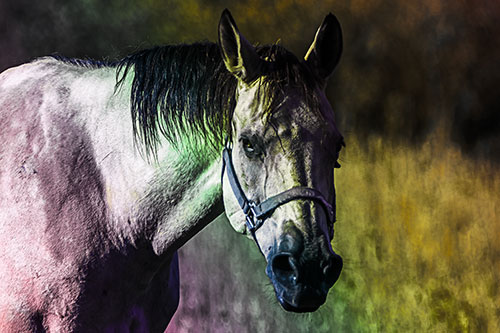 Horse Making Eye Contact (Rainbow Tint)