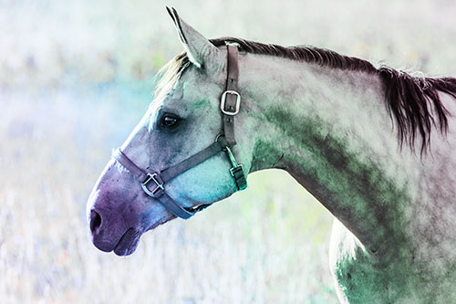 Horse Wearing Bridle Among Sunshine (Rainbow Tint Photo)