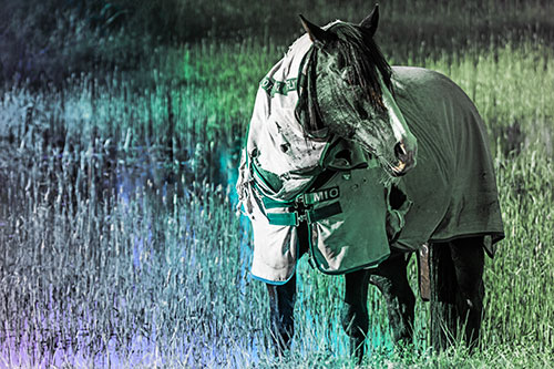 Horse Wearing Coat Atop Wet Grassy Marsh (Rainbow Tint)