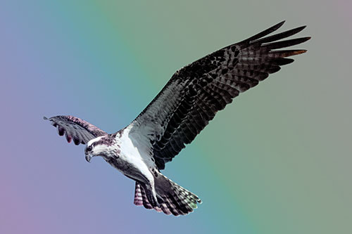 Hovering Osprey Hawk Looking For Fish Below (Rainbow Tint)