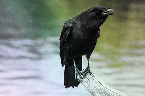 Hunched Over Crow Cawing Atop Broken Tree Log (Rainbow Tint)