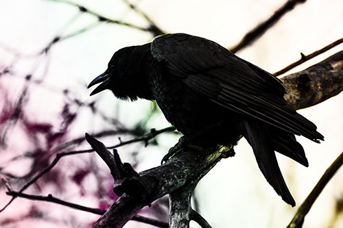 Hunched Over Crow Cawing Atop Tree Branch (Rainbow Tint Photo)