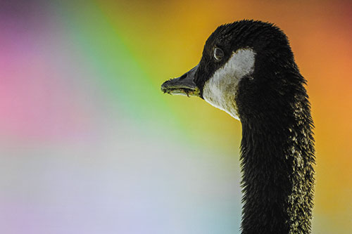 Hungry Crumb Mouthed Canadian Goose Senses Intruder (Rainbow Tint)