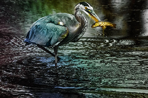Hungry Great Blue Heron Spears Through Trout Fish (Rainbow Tint)