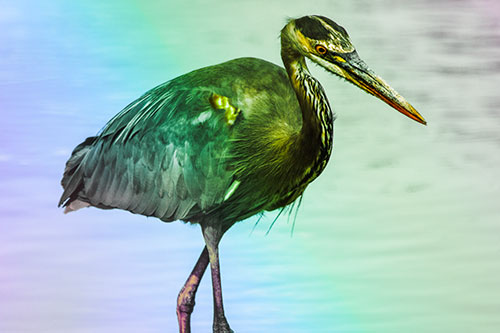 Hungry Great Blue Heron Spots Swimming Fish (Rainbow Tint)