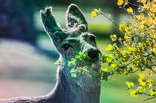 Hungry Lone Mule Deer Chewing Tree Leaves (Rainbow Tint)