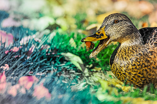 Hungry Mallard Duck Devours Cherry (Rainbow Tint)