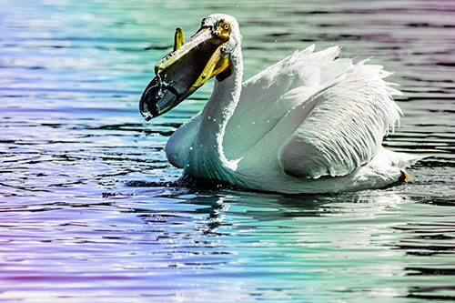 Hungry Pelican Captures Salamander For Breakfast (Rainbow Tint)