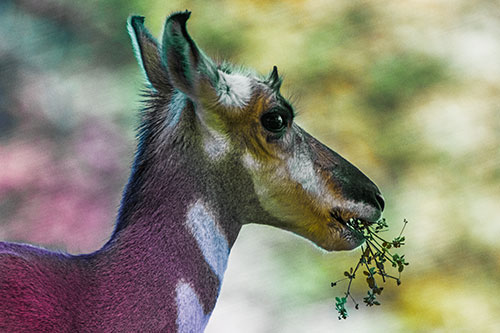 Hungry Pronghorn Gobbles Leafy Plant (Rainbow Tint Photo)