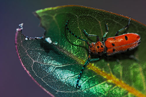 Hungry Red Milkweed Beetle Rests Among Chewed Leaf (Rainbow Tint Photo)