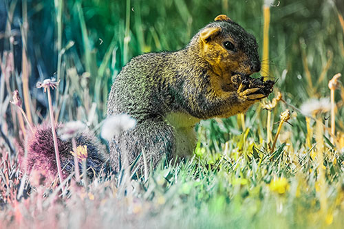 Hungry Squirrel Feasting Among Dandelions (Rainbow Tint Photo)