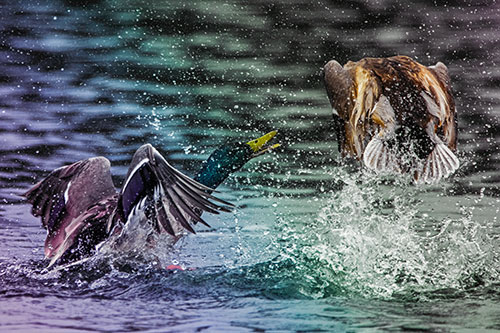 Hyper Water Splashing Mallard Ducks Playing Among Lake (Rainbow Tint)