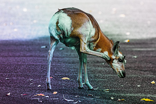 Itchy Pronghorn Scratches Neck Among Autumn Leaves (Rainbow Tint Photo)