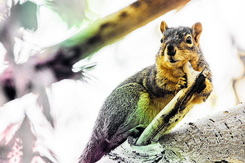 Itchy Squirrel Gets Tree Branch Massage (Rainbow Tint Photo)