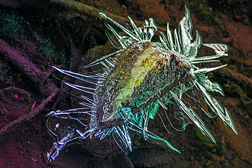 Jagged Spiked Ice Surrounds Water Submerged Rock (Rainbow Tint Photo)