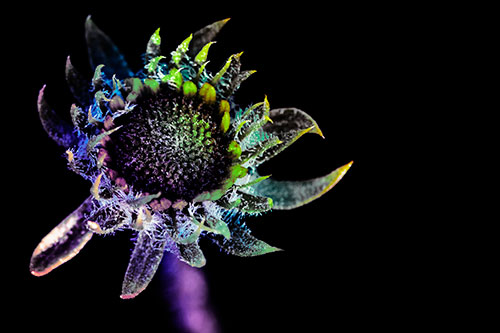 Jagged Tattered Rayless Sunflower (Rainbow Tint Photo)