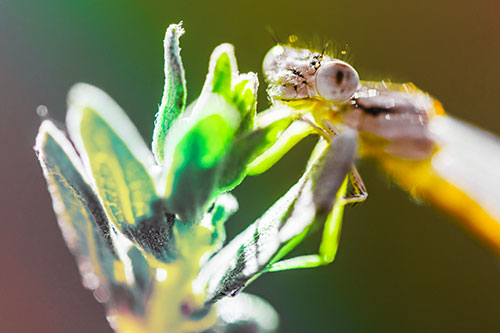 Joyful Damselfly Enjoys Sunshine Atop Plant (Rainbow Tint)