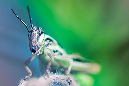 Joyful Grasshopper Standing Among Fuzzy Plant Top (Rainbow Tint)