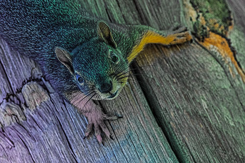 Joyful Squirrel Looking Upwards Among Wooden Pole (Rainbow Tint)