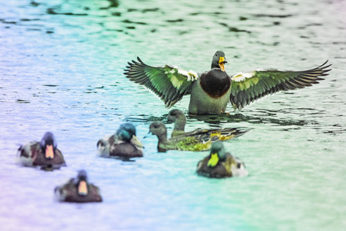 Jump Scaring Wing Flapping Mallard Duck Quacking Atop Lake (Rainbow Tint)