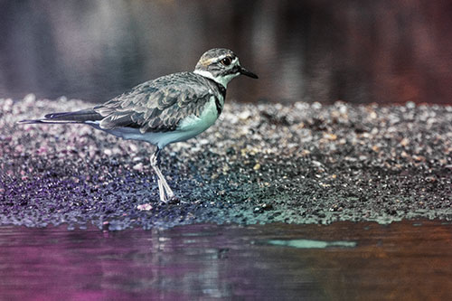 Killdeer Wanders Along Rocky River Shoreline (Rainbow Tint)