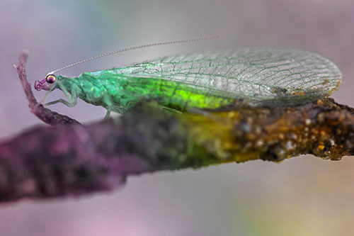 Lacewing Grabs Ahold Twig Branch (Rainbow Tint)