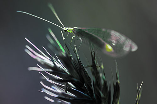 Lacewing Standing Atop Plant Blades (Rainbow Tint Photo)