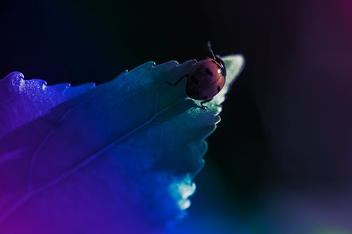 Ladybug Crawling To Top Of Leaf (Rainbow Tint Photo)