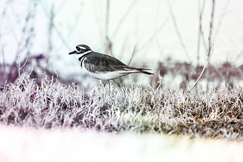 Large Eyed Killdeer Bird Running Along Grass (Rainbow Tint)