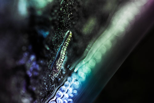 Larva Slithering Along Wet Shore Rock (Rainbow Tint Photo)