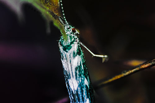 Leaf Blotch Miner Moth Grasping Petal (Rainbow Tint Photo)