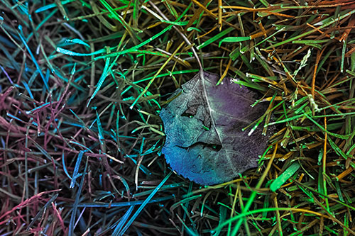 Leaf Face Smirking Among Wet Grass (Rainbow Tint)