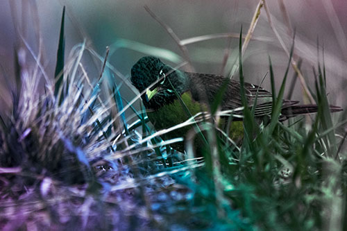 Leaning American Robin Spots Intruder Among Grass (Rainbow Tint Photo)