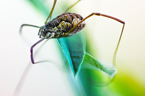 Leg Dangling Harvestmen Spider Sits Atop Leaf Petal (Rainbow Tint)