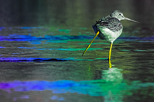 Leg Kicking Greater Yellowlegs Splashing Droplets (Rainbow Tint Photo)