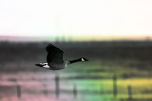 Low Flying Canadian Goose (Rainbow Tint Photo)